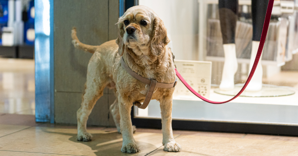 ¡Guau! Ya está aquí la Mascoteka